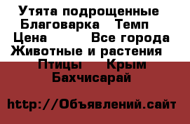 Утята подрощенные “Благоварка“,“Темп“ › Цена ­ 100 - Все города Животные и растения » Птицы   . Крым,Бахчисарай